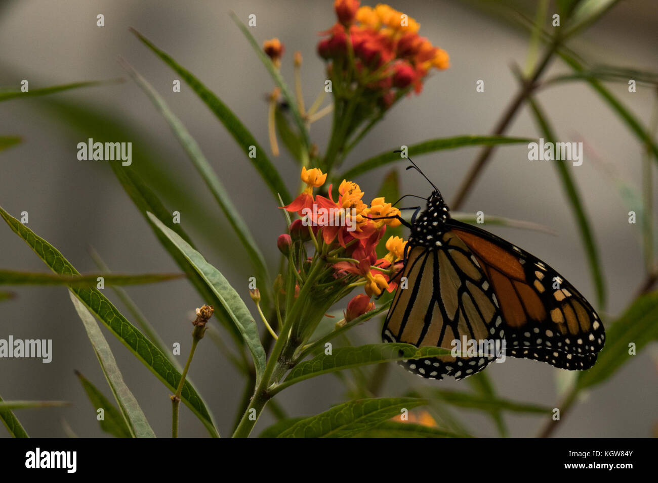 Farfalla monarca alimentazione su milkweed Foto Stock