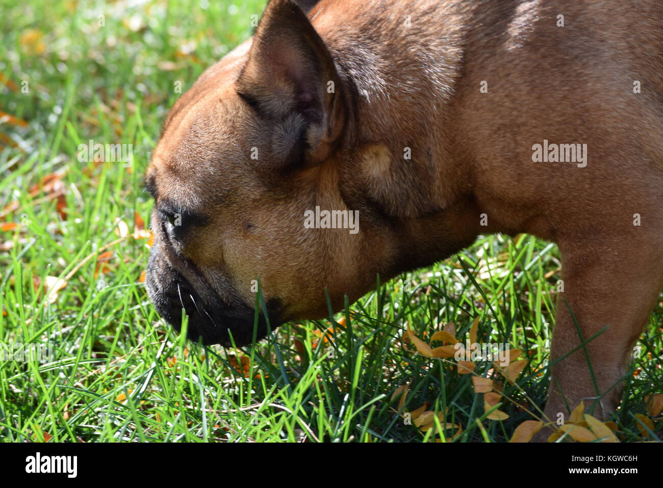 Fawn bulldog francese in collezione autunno dopo foglie caddero. Foto Stock