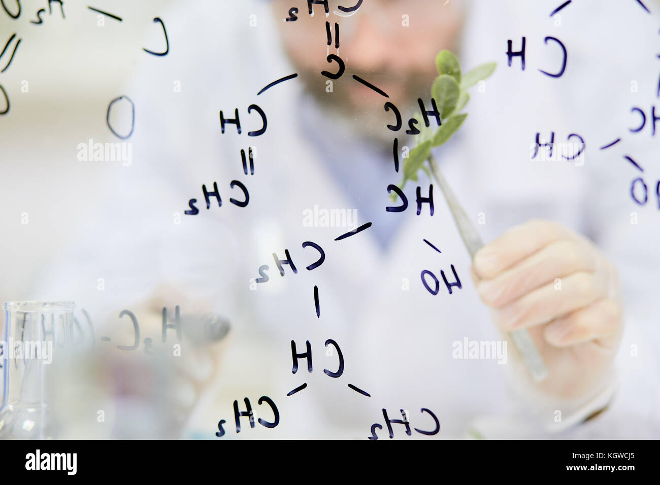 Biologo moderno in guanti che tengono l'impianto verde in tenaglie dietro un pannello trasparente con formula chimica Foto Stock