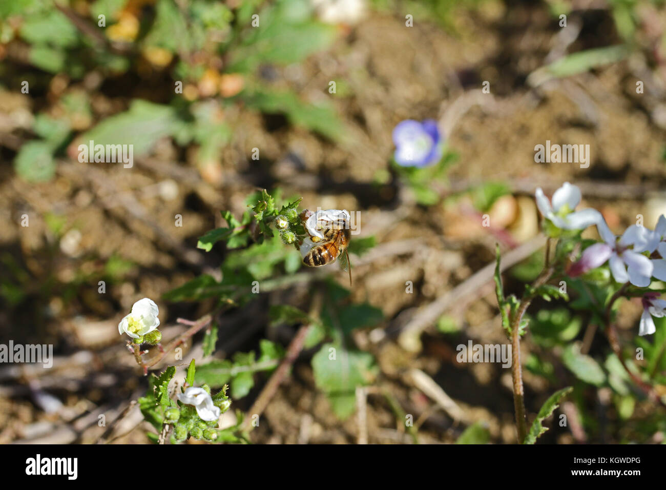 Il miele delle api nome latino apis mellifera raccogliendo il polline su fiori di lobelia campanulaceae in italia Foto Stock