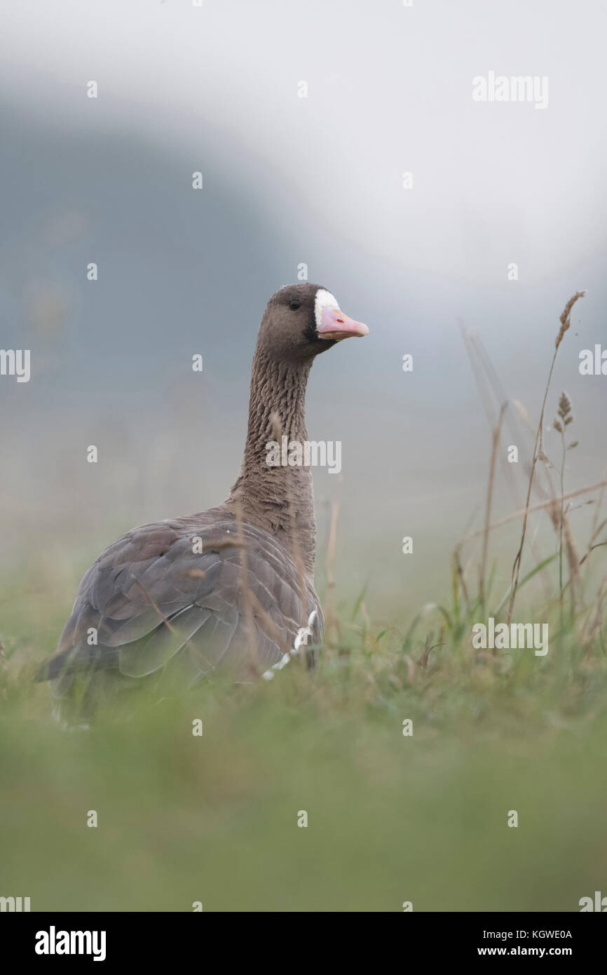 Bianco fronte Oca / Blaessgans ( Anser albifrons ), seduta / riposante in erba alta di un prato, guardando indietro sulle spalle, la fauna selvatica, Europa. Foto Stock