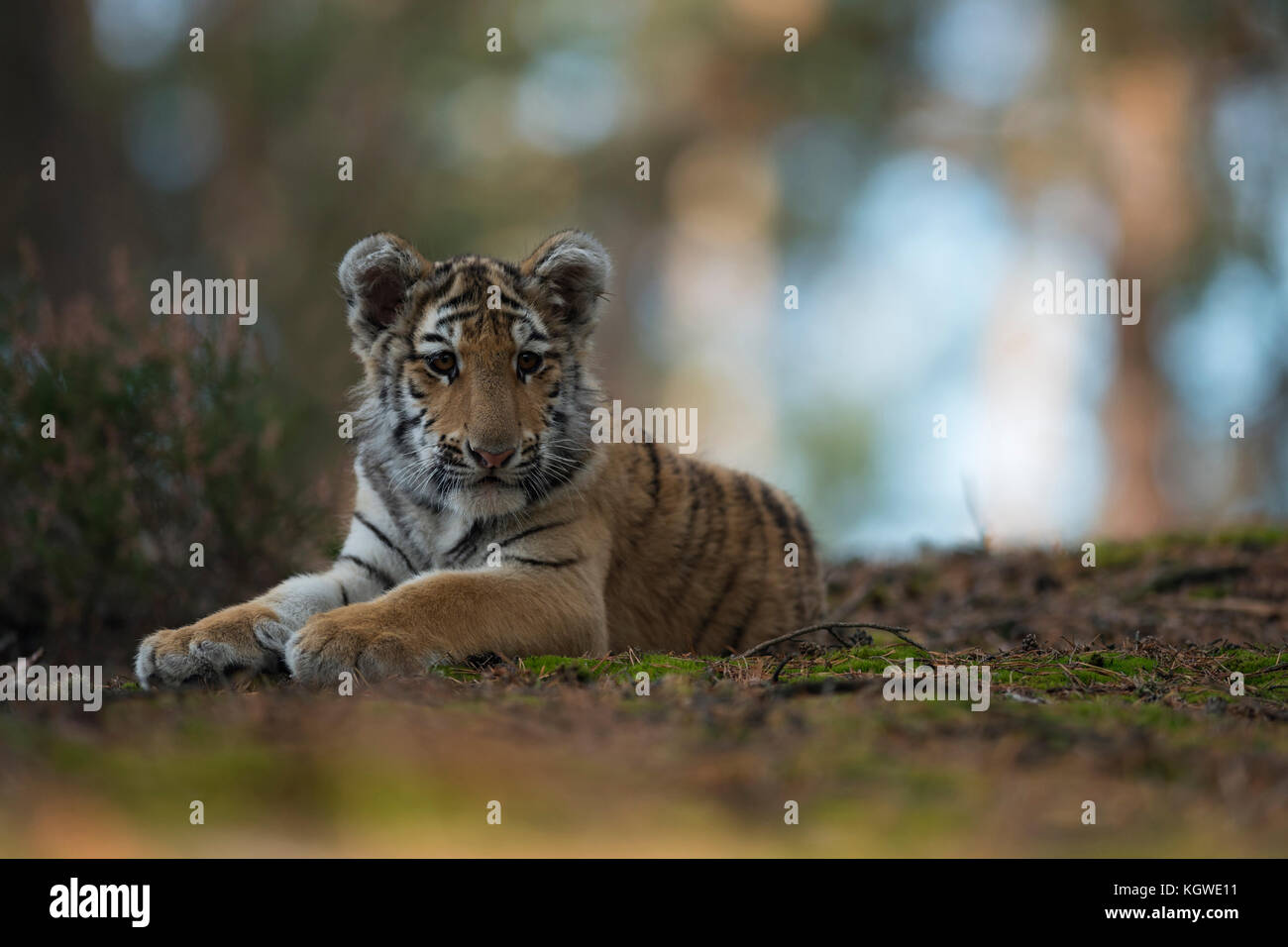Royal tigre del Bengala / Koenigstiger ( Panthera tigris ), giovane animale, adolescente, giacente in appoggio sul terreno di una foresta aperta, guardando, bella luce Foto Stock