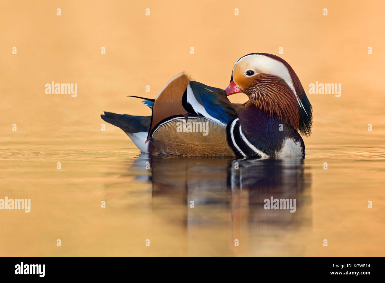 Anatra di mandarino / mandarinente ( aix galericulata ), piuttosto maschio, la pulizia le sue piume, prendersi cura del suo piumaggio, golden luce di ottobre, l'Europa. Foto Stock