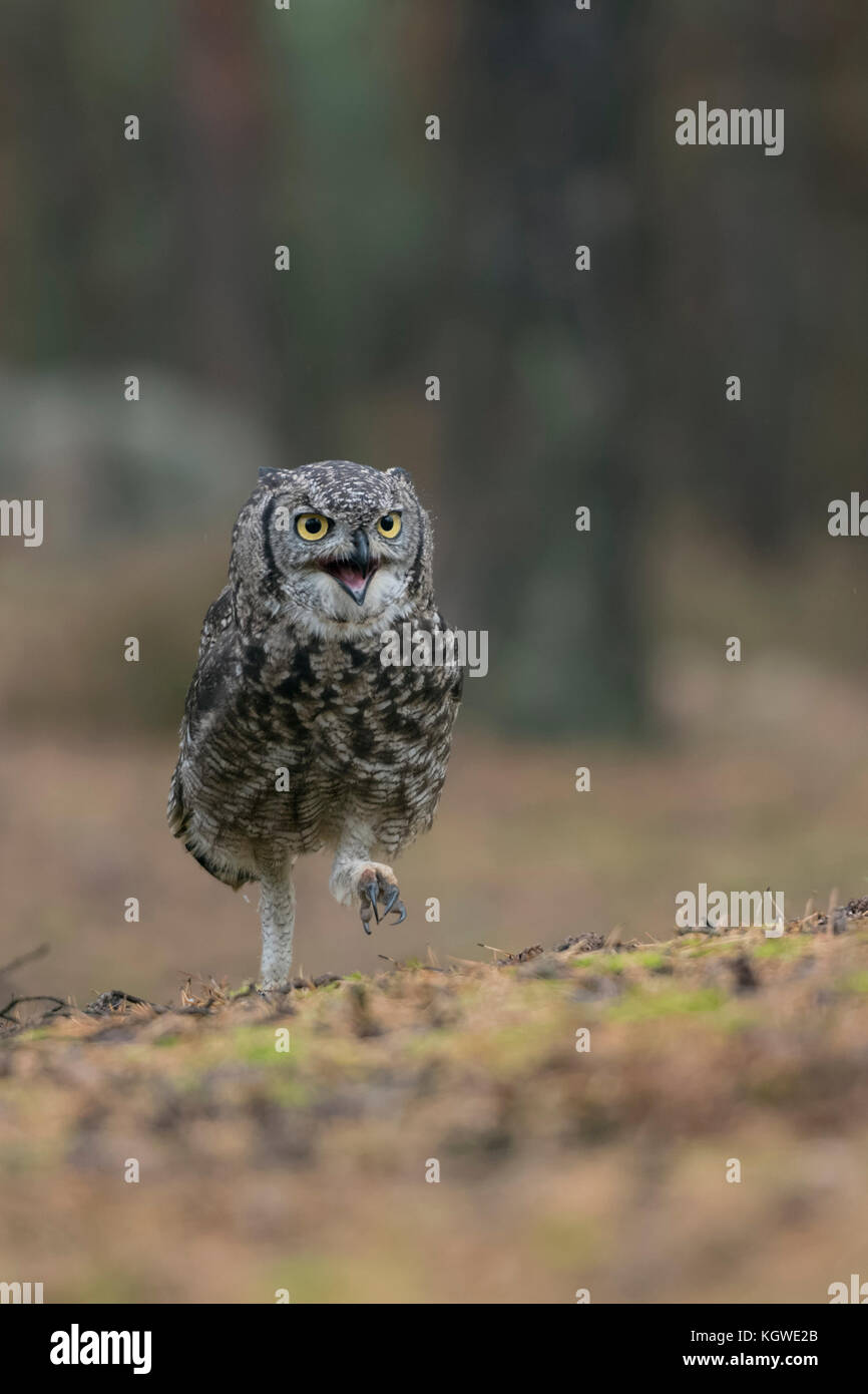 Grande Orned Owl / Tiger Owl ( Buzo virginianus ) che cammina, correndo a terra attraverso una pineta, chiamando, sembra arrabbiato, frontale divertente, vista. Foto Stock