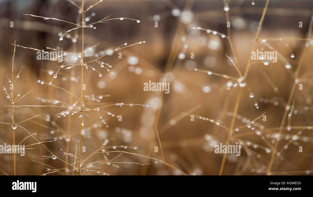 Cambiamento delle stagioni concetto: goccioline di nebbia sulla sbiadita erba gialla, canne nel tardo autunno del mattino Foto Stock