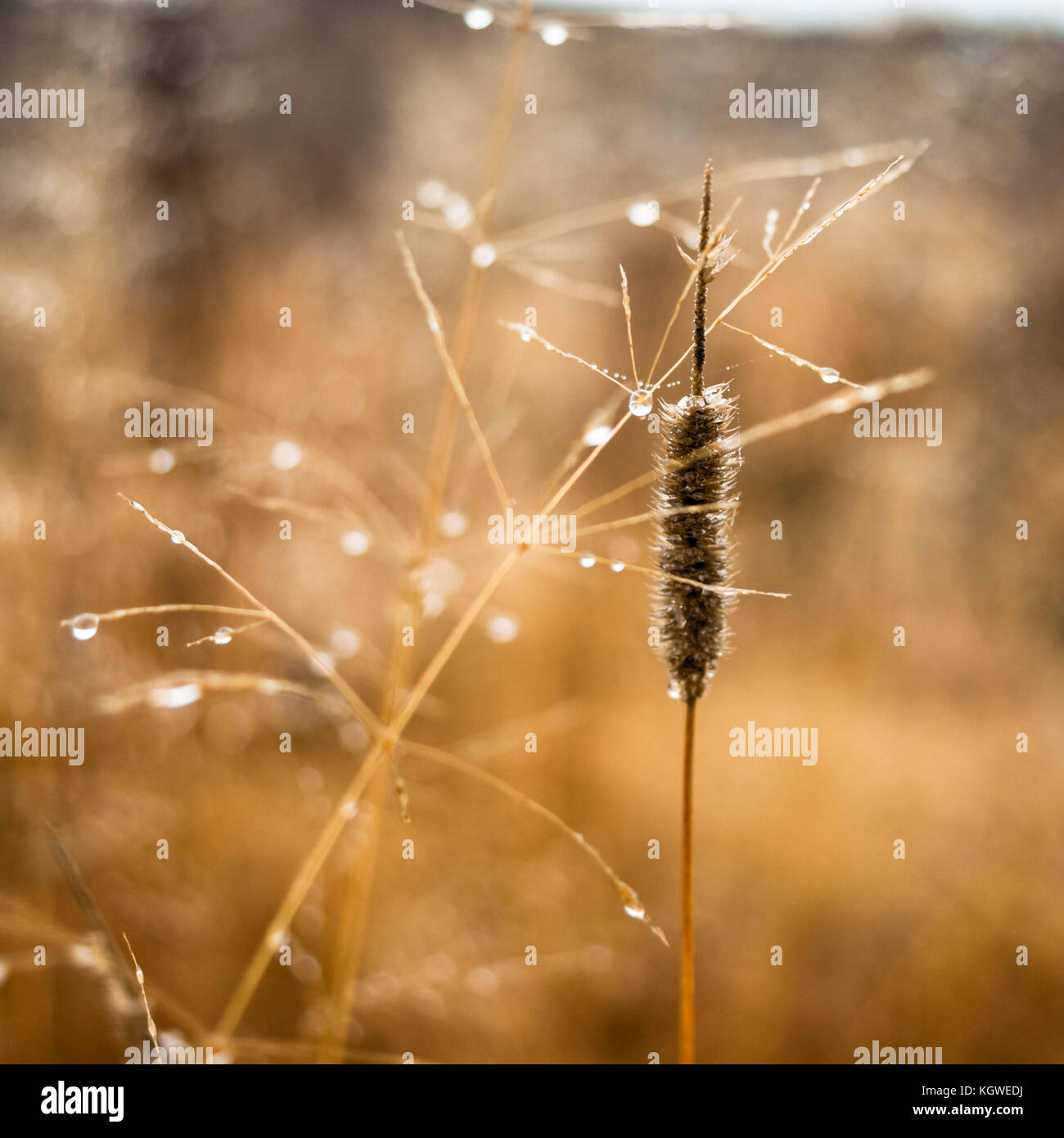 Cambiamento delle stagioni concetto: goccioline di nebbia sulla sbiadita erba gialla, canne nel tardo autunno del mattino Foto Stock