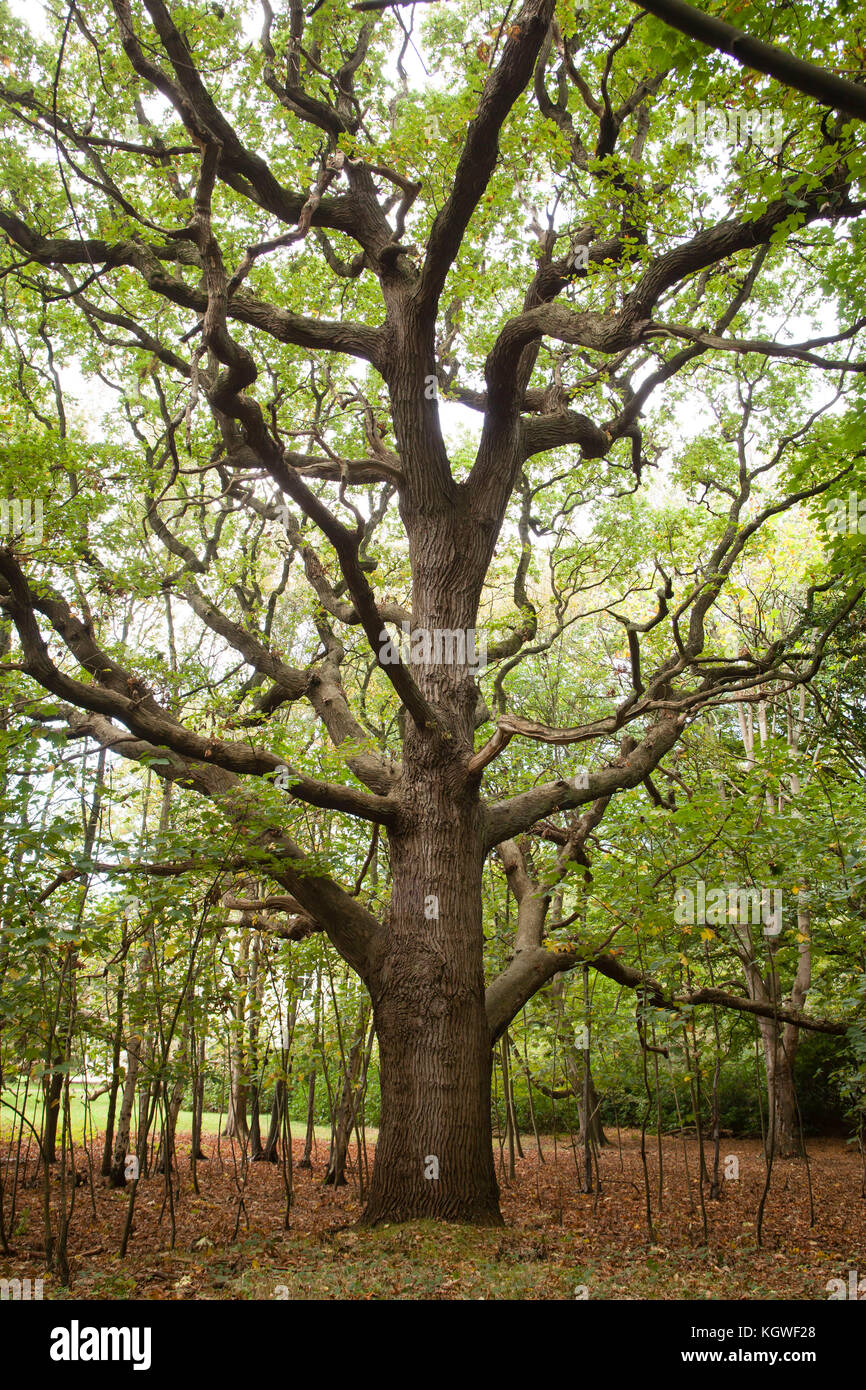 Paesi Bassi, Zeeland, vecchio albero di quercia nella riserva naturale de Manteling vicino Oostkapelle sulla penisola di Walcheren. Niederlande, Zeeland, alte Eiche i Foto Stock