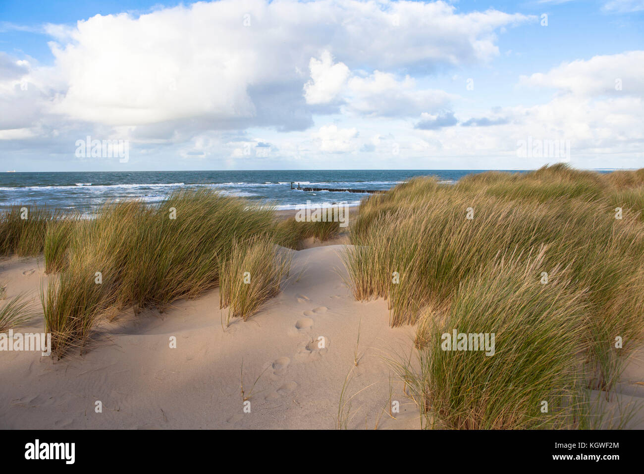 Paesi Bassi, Zeeland, sabbia-sporgenza alla spiaggia di Oostkapelle sulla penisola di Walcheren. Niederslande, Zeeland, Strandhafer bei Oostkapelle auf Walche Foto Stock