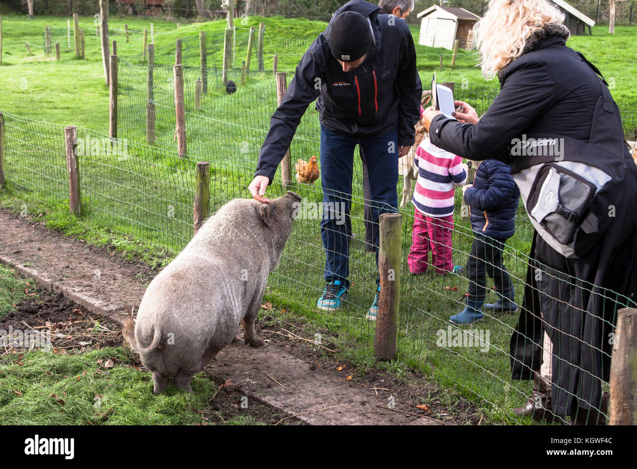 Paesi Bassi, Zeeland, suino in vaso in un'azienda agricola. Niederlande, Zeeland, Haengebauchschwein auf einem Bauernhof. Foto Stock