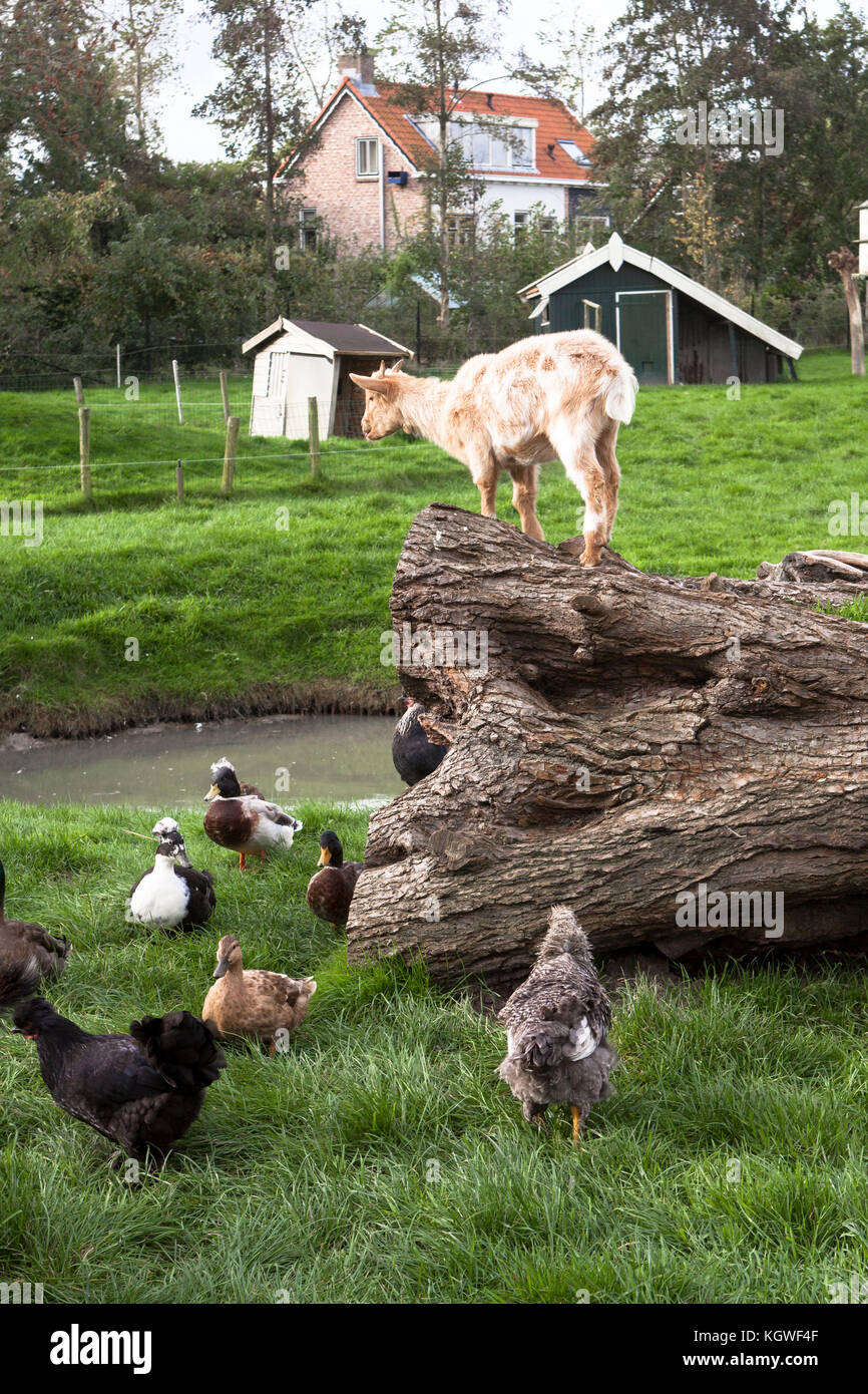 Paesi Bassi, Zelanda, capre e pollame in un'azienda agricola. Dienstleistungen, Zeeland, Ziegen und Gefluegel auf einem Bauernhof. Foto Stock