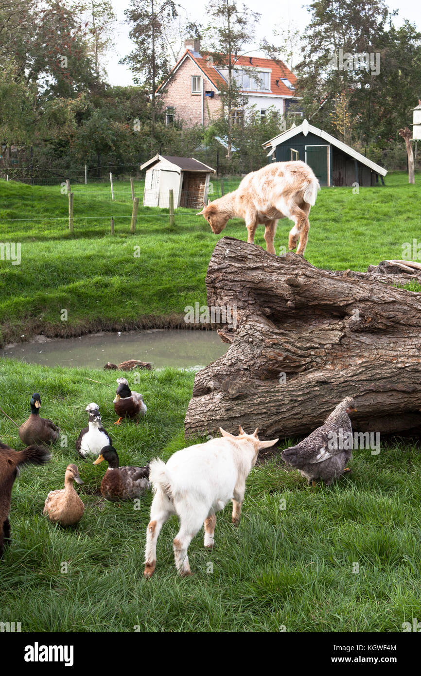 Paesi Bassi, Zelanda, capre e pollame in un'azienda agricola. Dienstleistungen, Zeeland, Ziegen und Gefluegel auf einem Bauernhof. Foto Stock