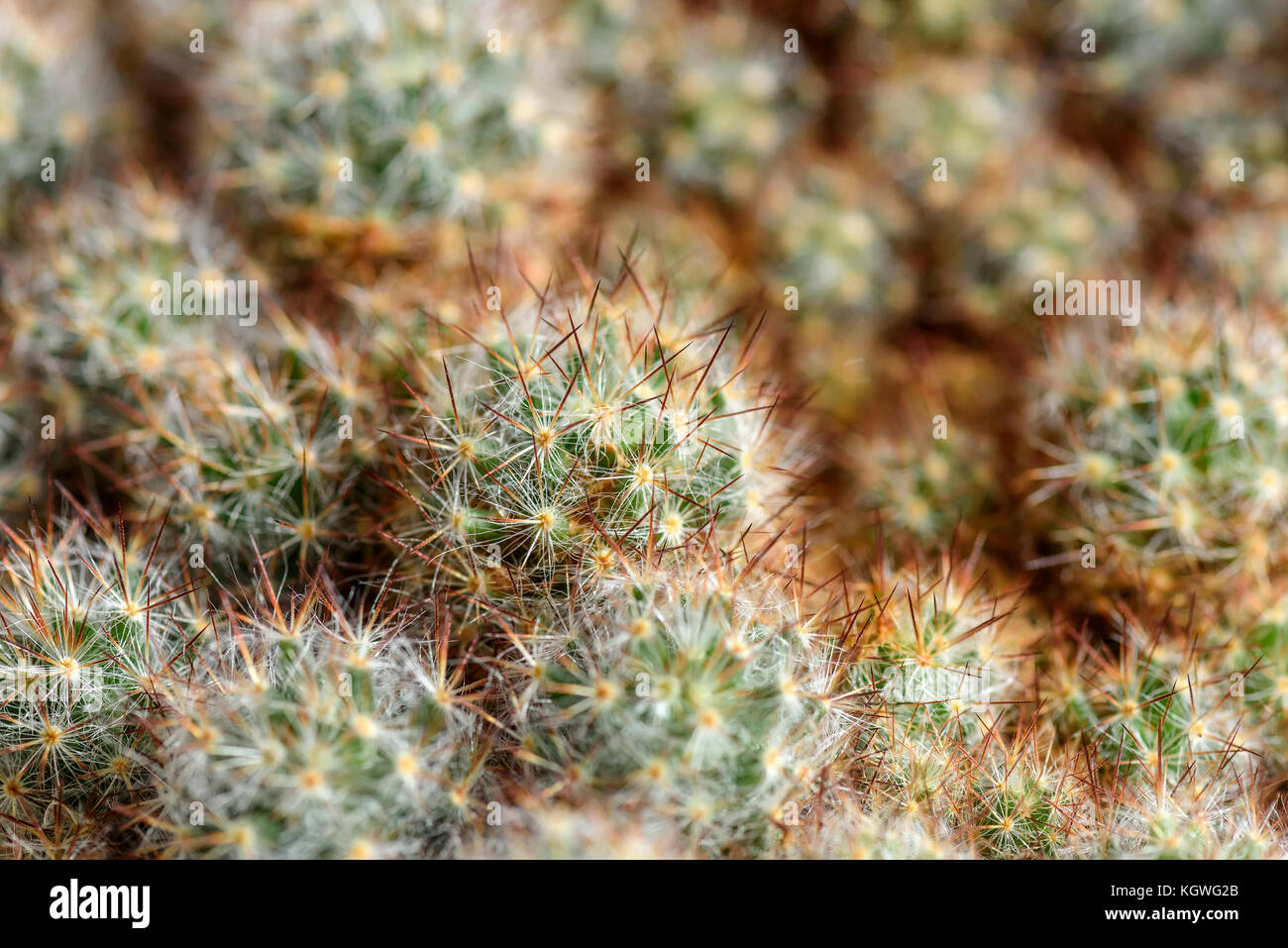 Bella astratta sfondo floreale da molti cactus di piccole dimensioni con un piccolo aghi appuntiti Foto Stock