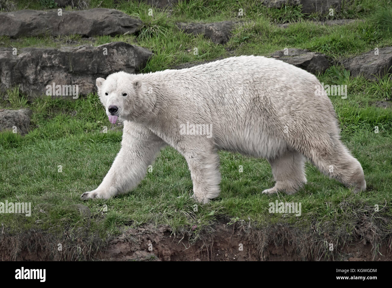 Un intero lato sull'immagine di un orso polare a piedi su erba guardando il viewer con la lingua fuori Foto Stock
