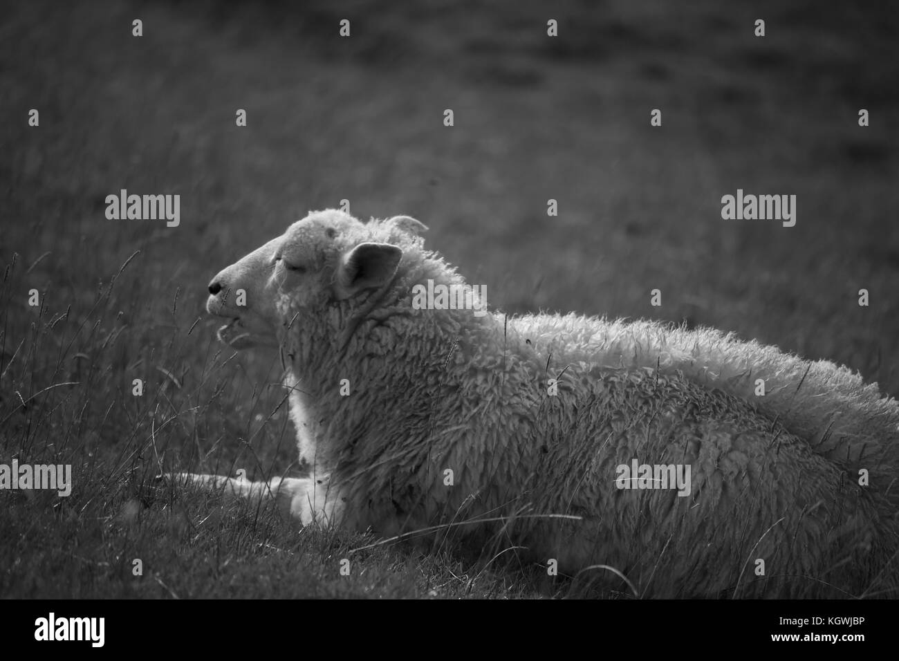 Una pecora si rilassa sulla diga Foto Stock