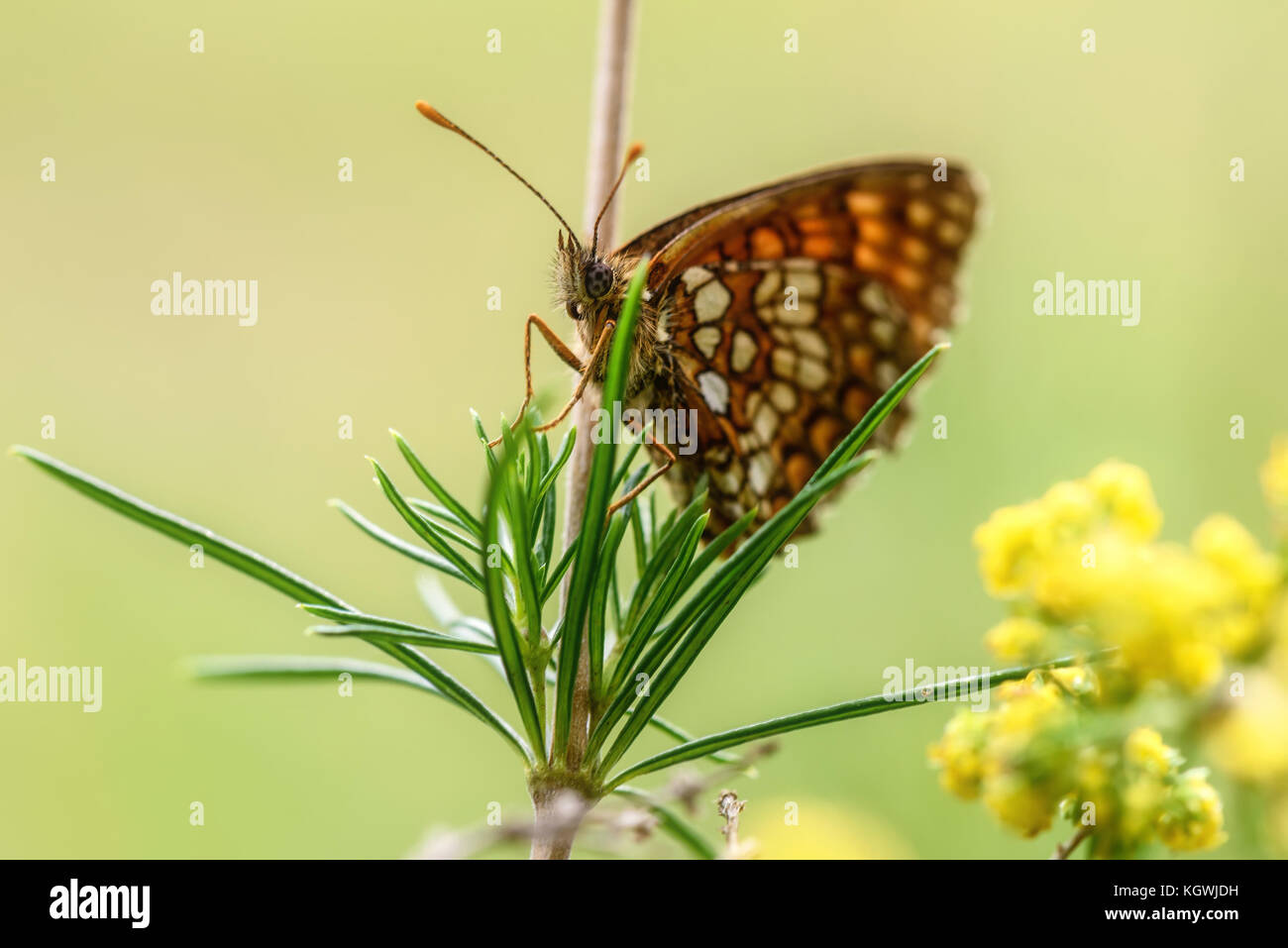 Bellissimo sfondo naturale con farfalla closeup con macchie di colore arancione seduto su un ramo sullo sfondo sfocato di erba verde Foto Stock