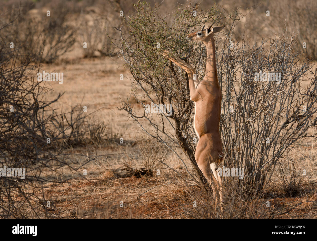 Gerenuk in piedi sulle zampe posteriori di mangiare le foglie su un albero. Foto Stock
