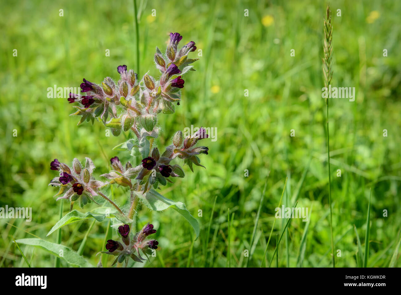 Bellissimo sfondo naturale con Castani Scuri selvaggio fiore Nonea rossica nell'erba in un prato closeup Foto Stock