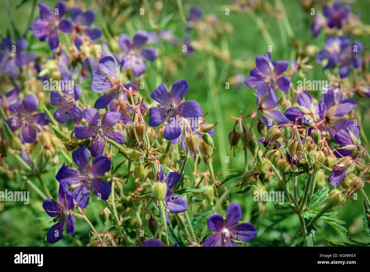 Bellissimo sfondo floreale con blu di fiori selvatici Geranium pratense nell'erba in un prato closeup Foto Stock