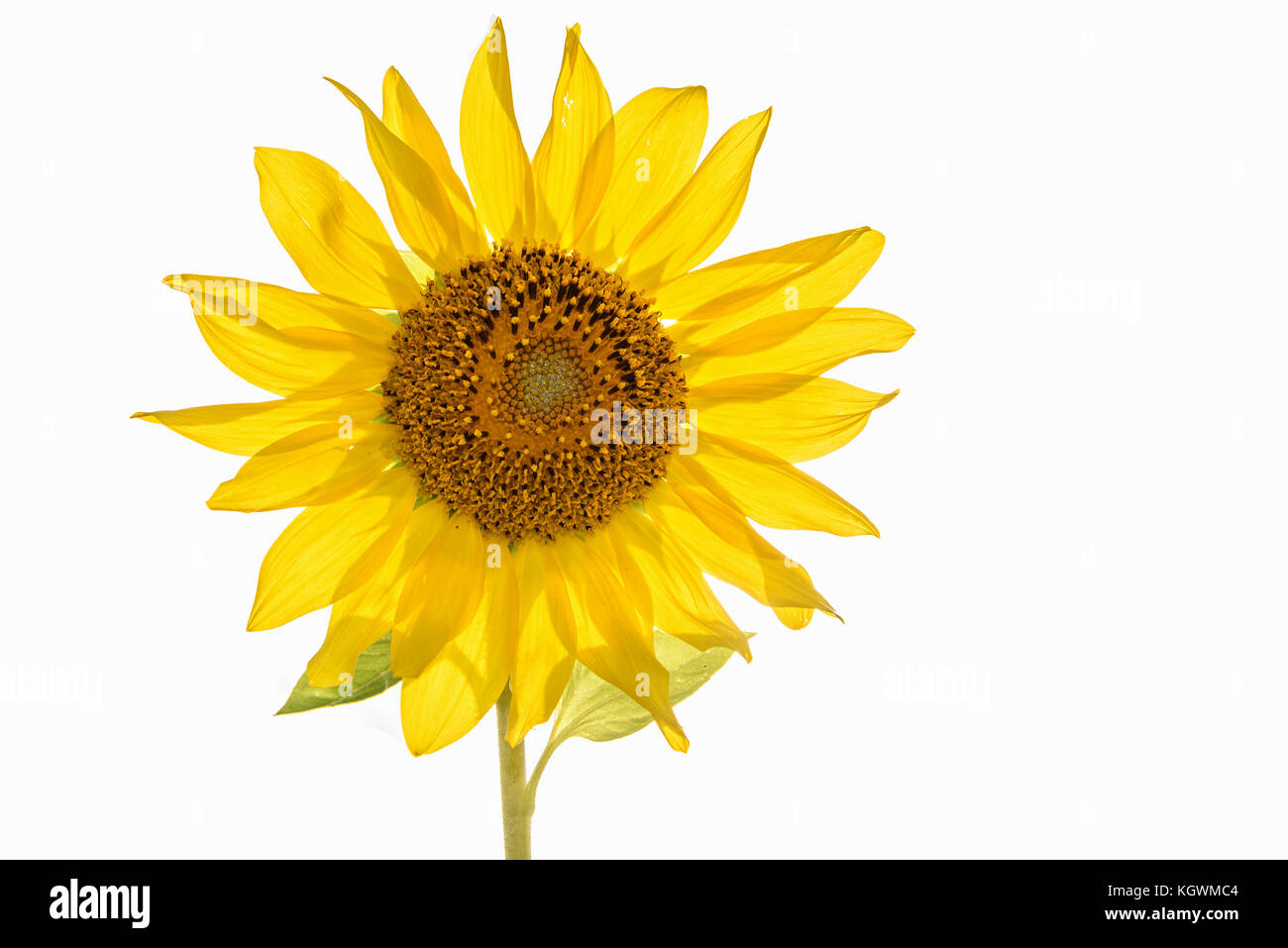 Bellissimo luminoso giallo fiore di un girasole closeup isolati su sfondo bianco Foto Stock