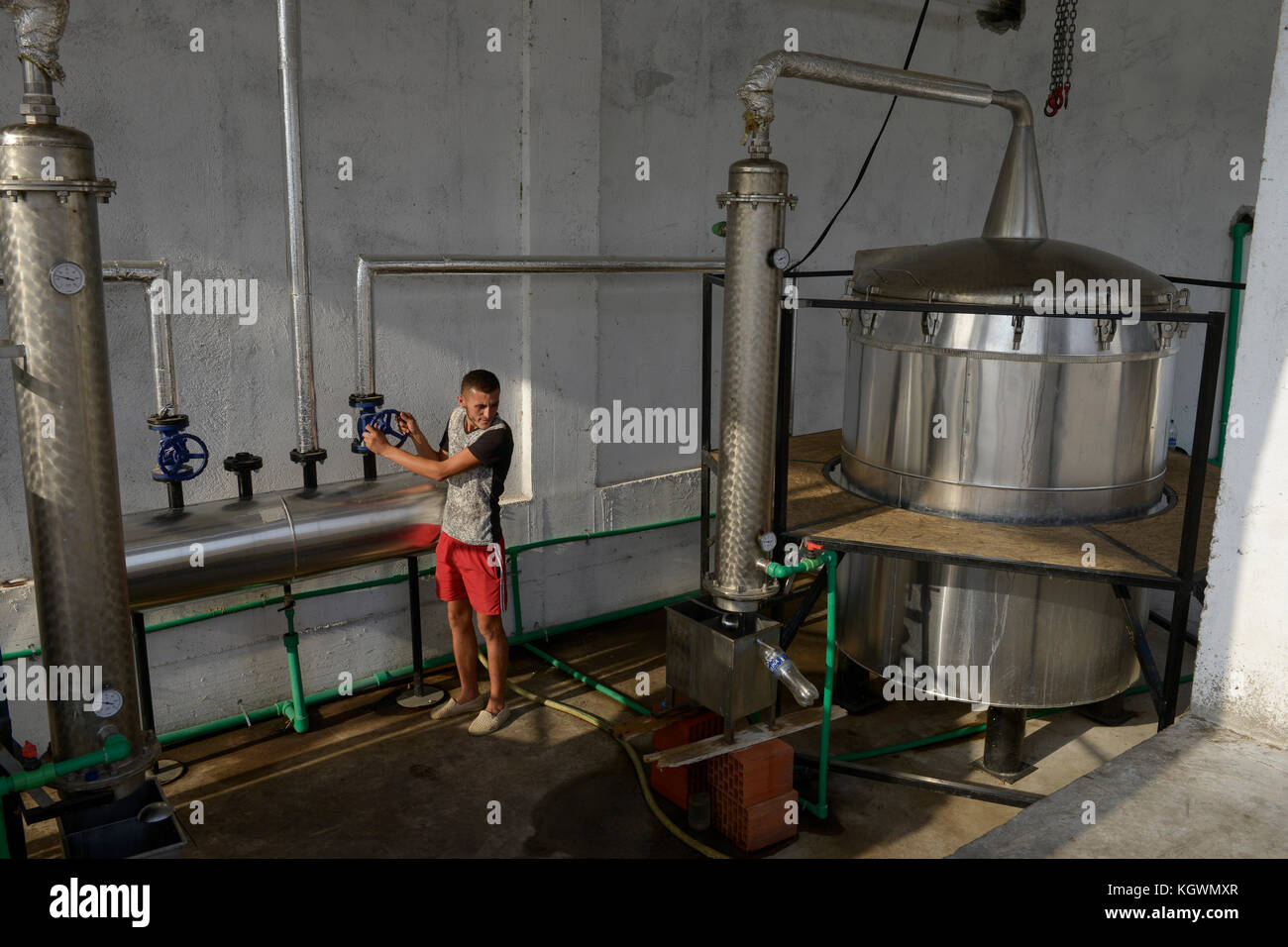 ALBANIA, Shkodra, allevamento di medicinali a base di erbe e piante medicinali, olio essenziale di distilleria Agro-Map/ ALBANIEN, Scutari, Anbau von Heil- und Gewuerzpflanzen, Kraeuteroel Destille der Firma Agro-Map Foto Stock