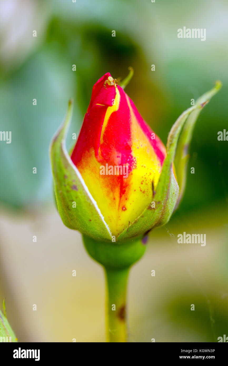 Primo piano di una rara bel fiore nella natura dell'isola greca Foto Stock