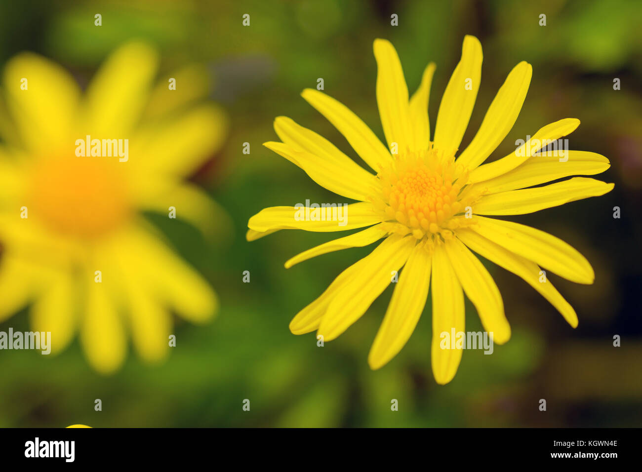 Primo piano di una rara bel fiore nella natura dell'isola greca Foto Stock