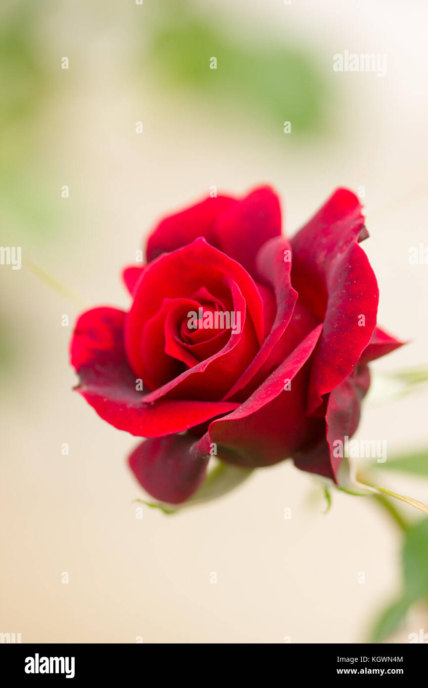 Primo piano di una rara bel fiore nella natura dell'isola greca Foto Stock