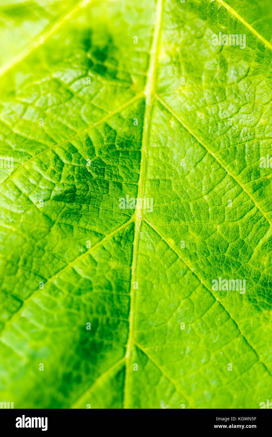 Primo piano di una rara bel fiore nella natura dell'isola greca Foto Stock