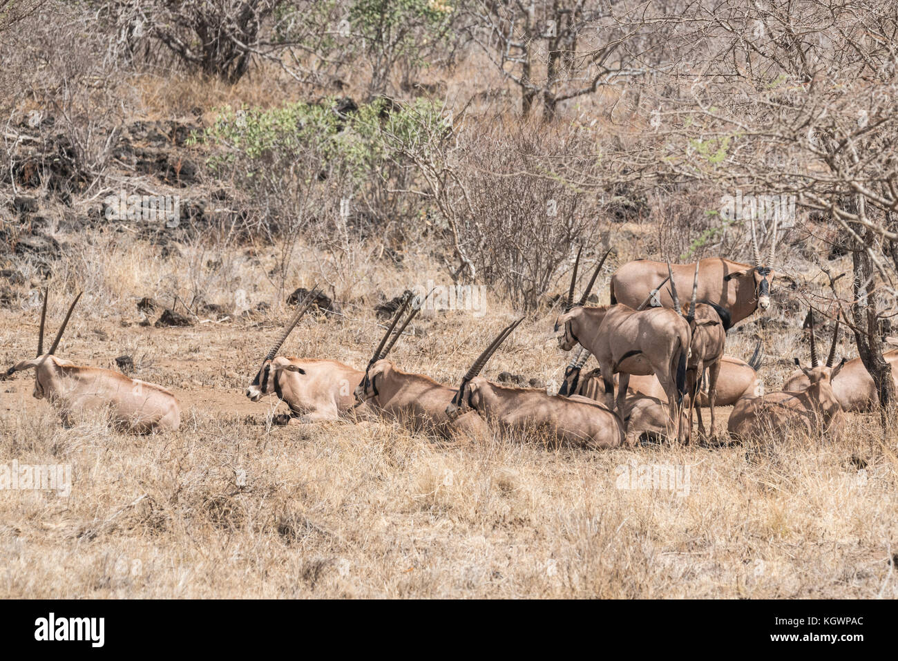 Una mandria di comune Eland (Taurotragus oryx) Foto Stock