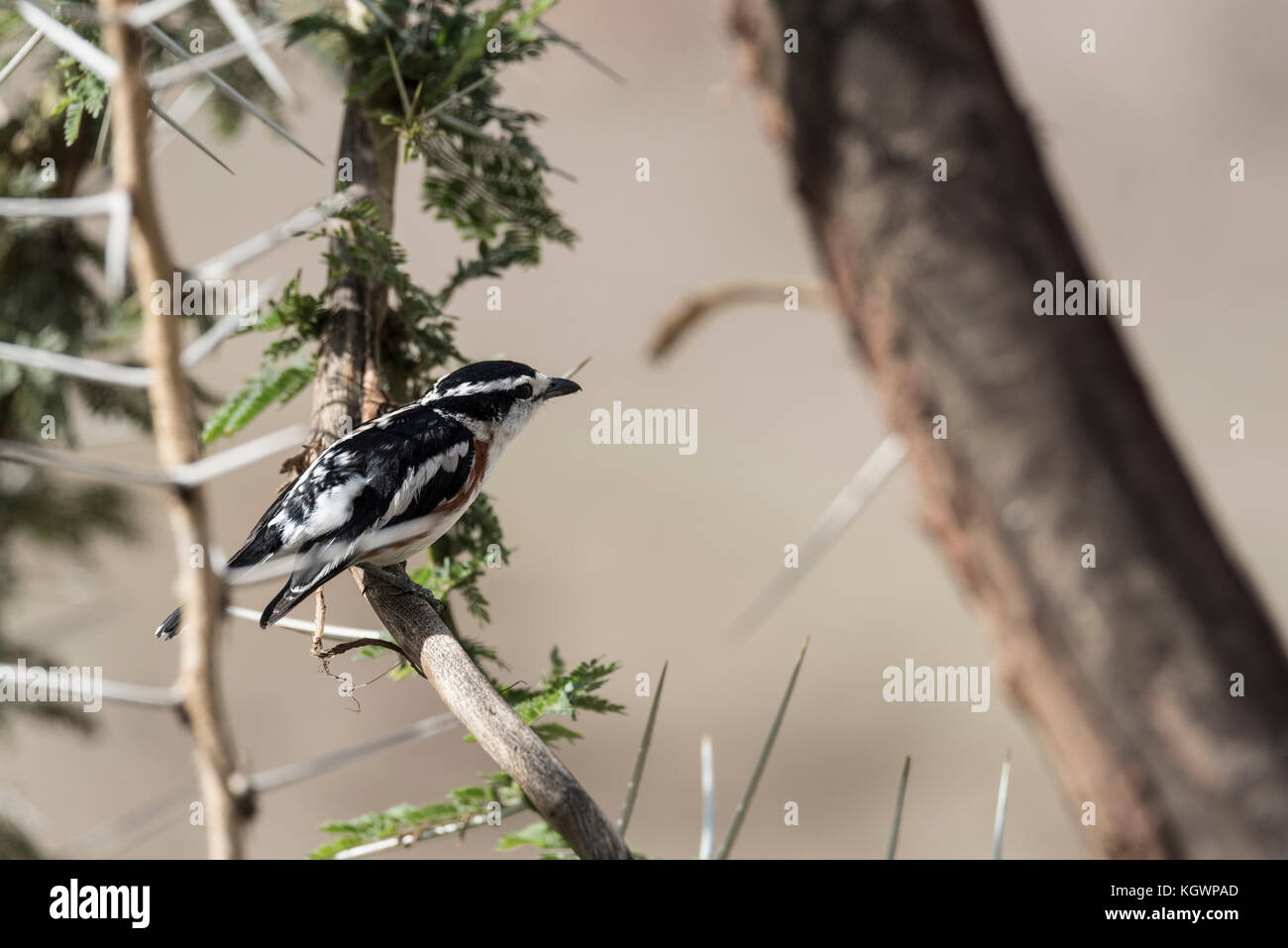 Brubru (Nilaus afer) arroccato in Acacia Foto Stock