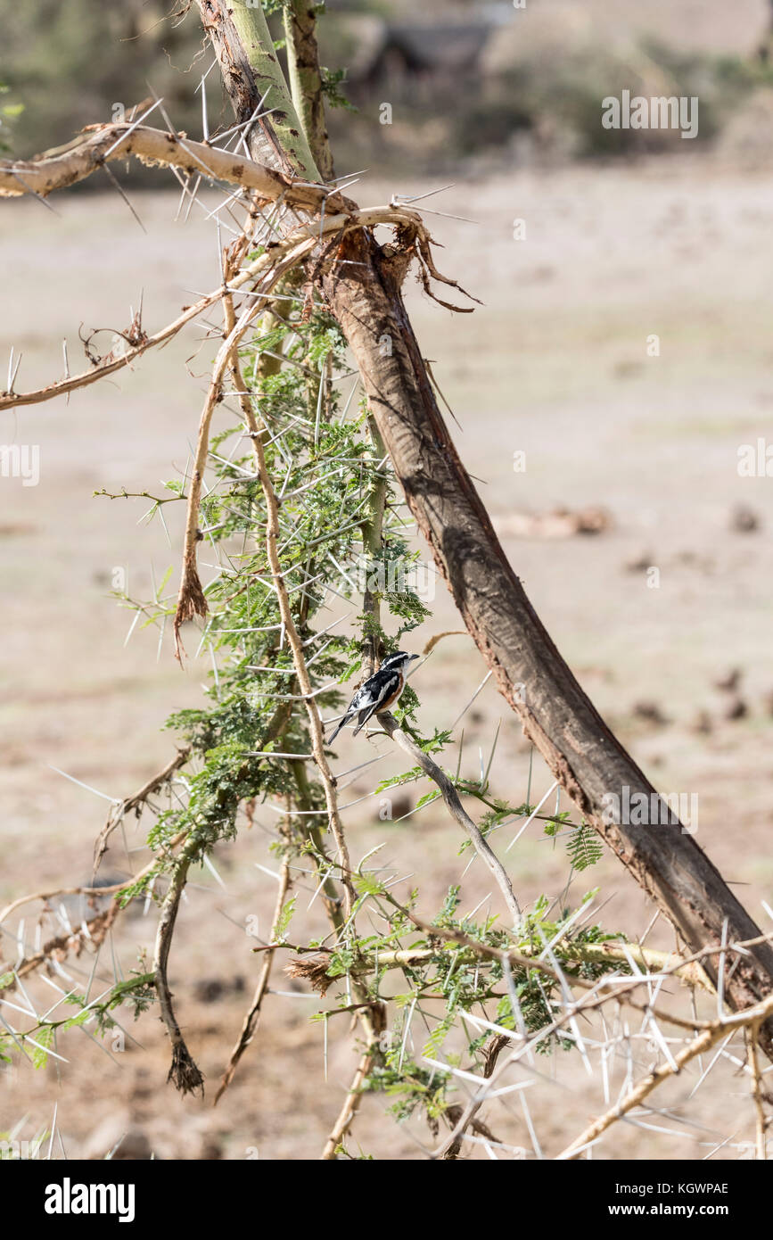 Brubru (Nilaus afer) arroccato in Acacia Foto Stock