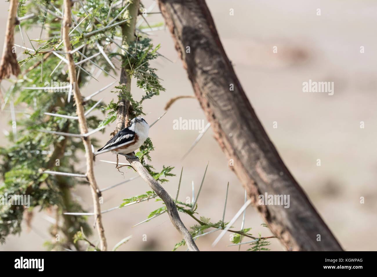 Brubru (Nilaus afer) arroccato in Acacia Foto Stock