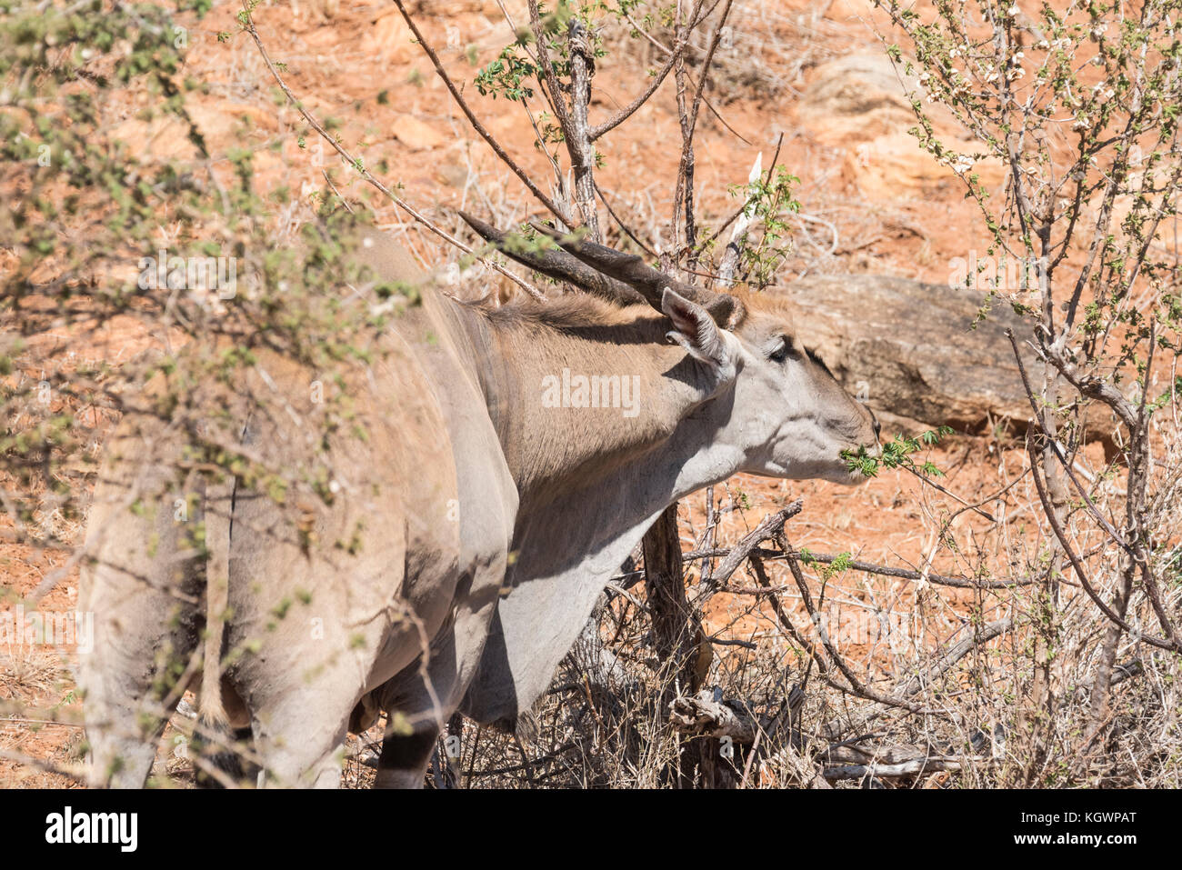 Un comune di esplorazione Eland (Taurotragus oryx) Foto Stock