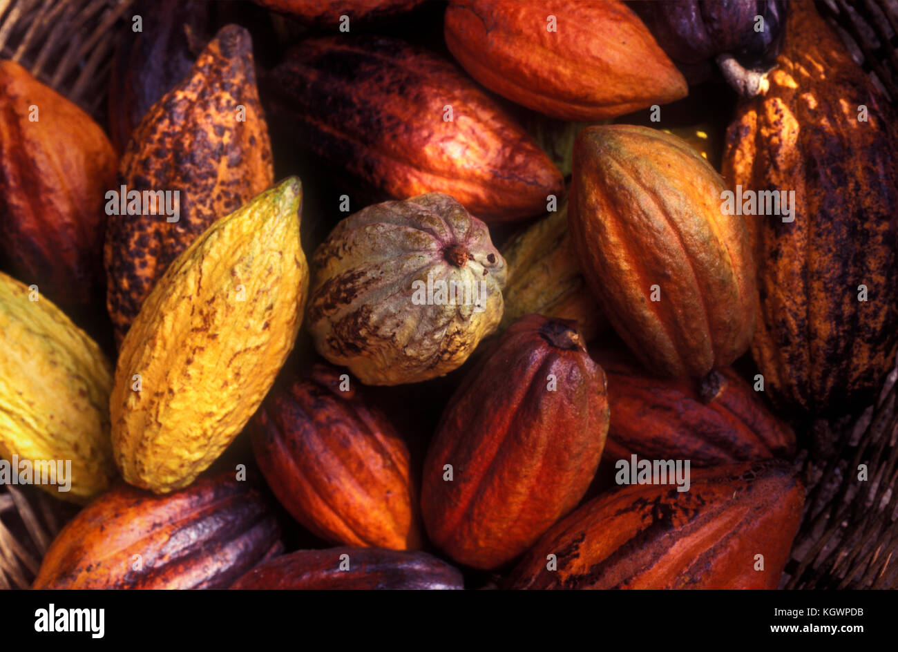 La raccolta di cacao, St Lucia, dei Caraibi. Foto Stock
