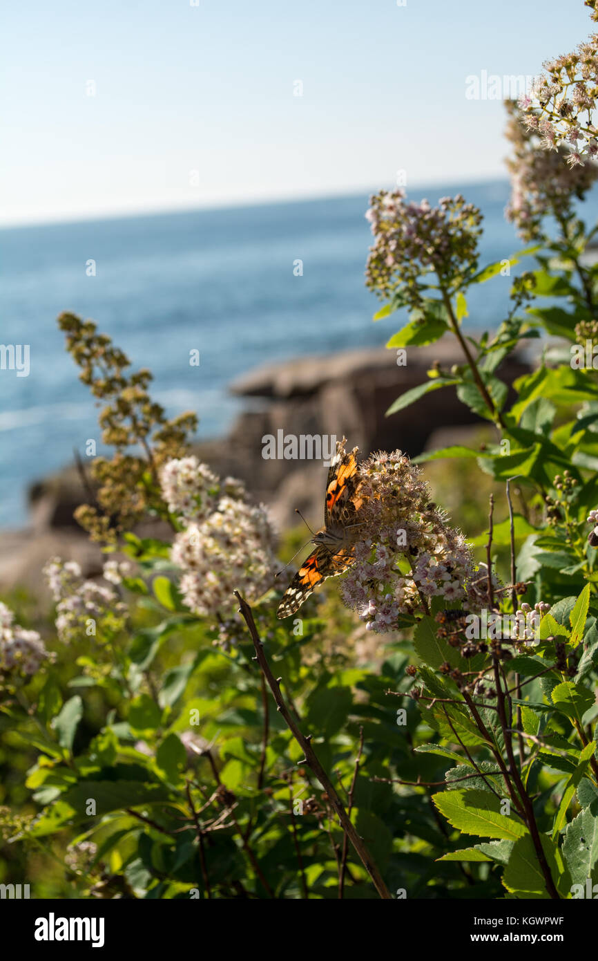 Farfalla arancione nel parco nazionale di Acadia Foto Stock