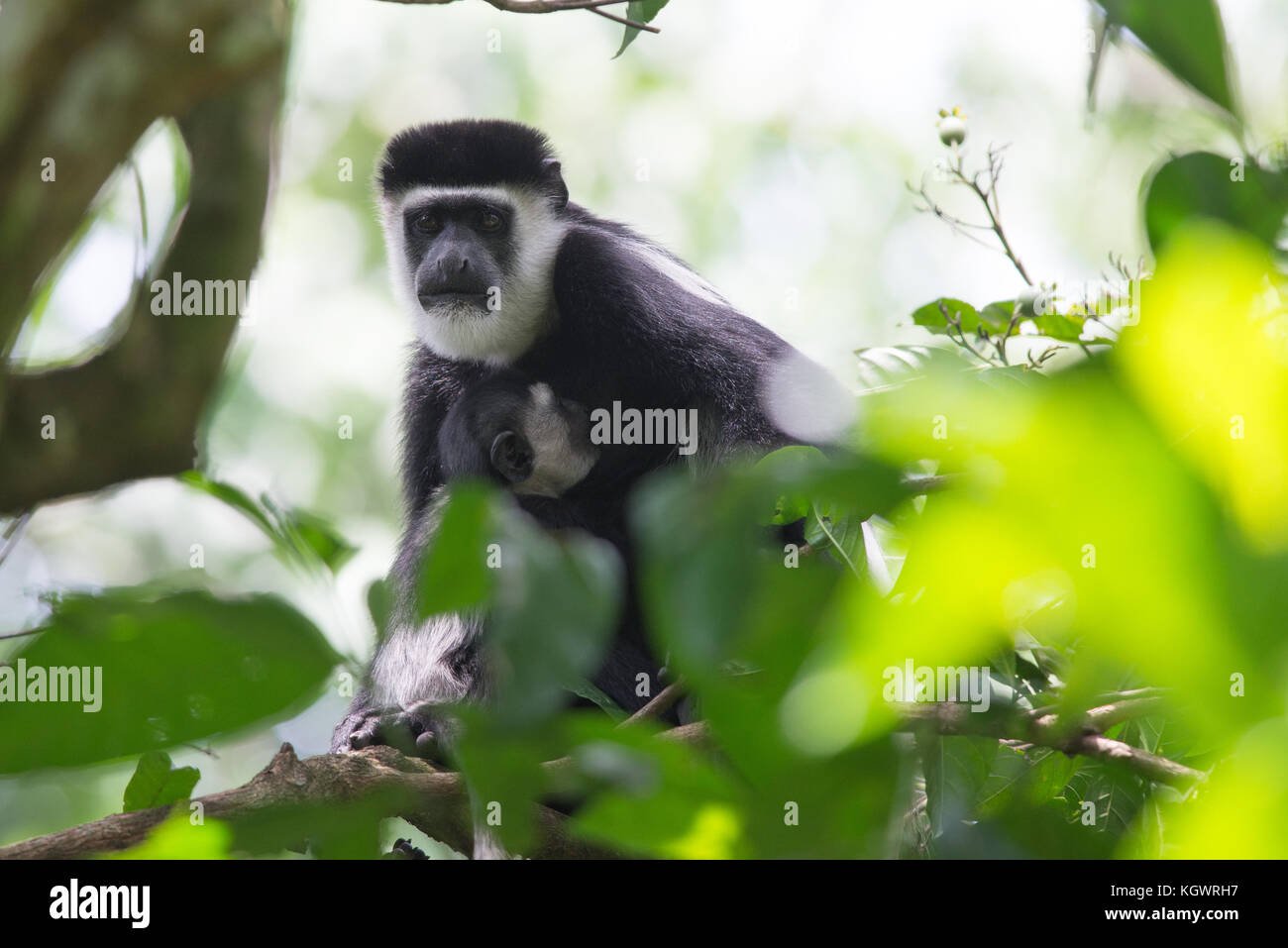 Femmina guereza mantled/ est Black & White Colobus madre che nutre il suo bambino nella tettoia di una foresta ugandese. Foto Stock