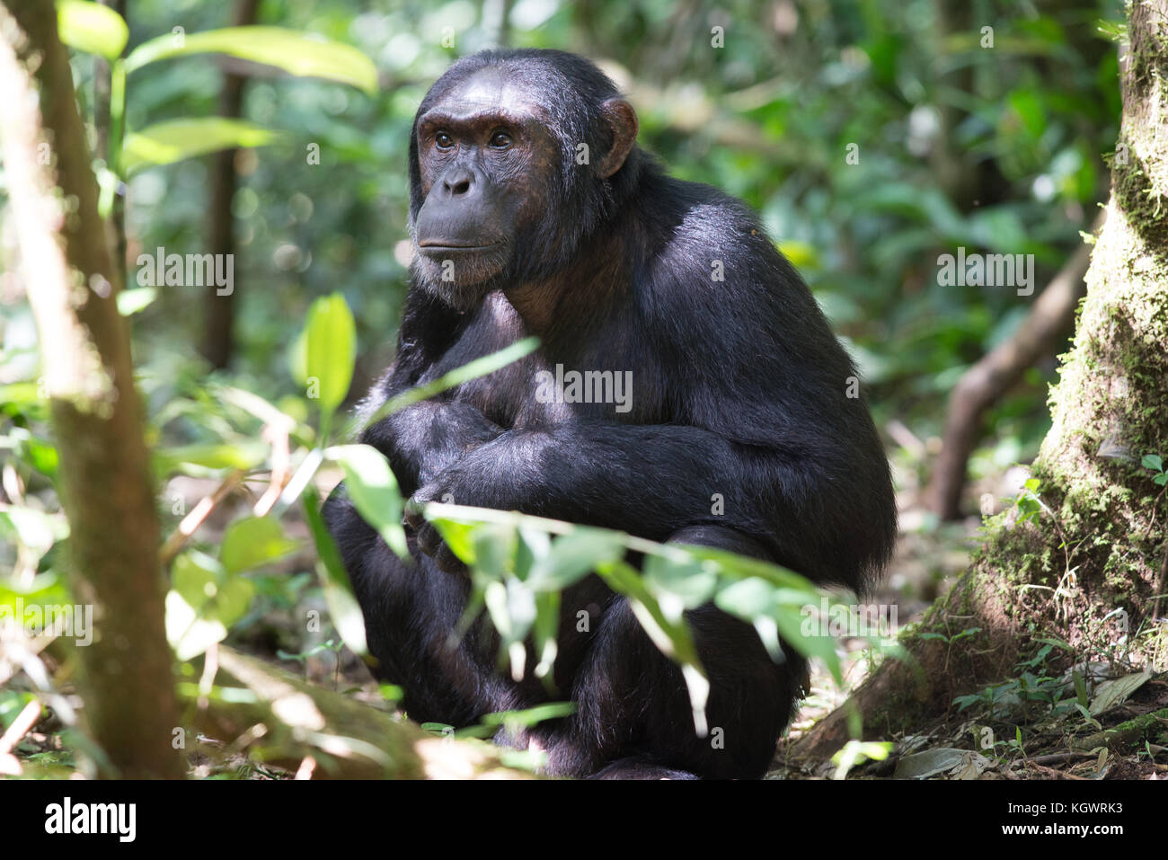 Adulto di uno scimpanzé nella foresta di Kibale, Uganda. Foto Stock
