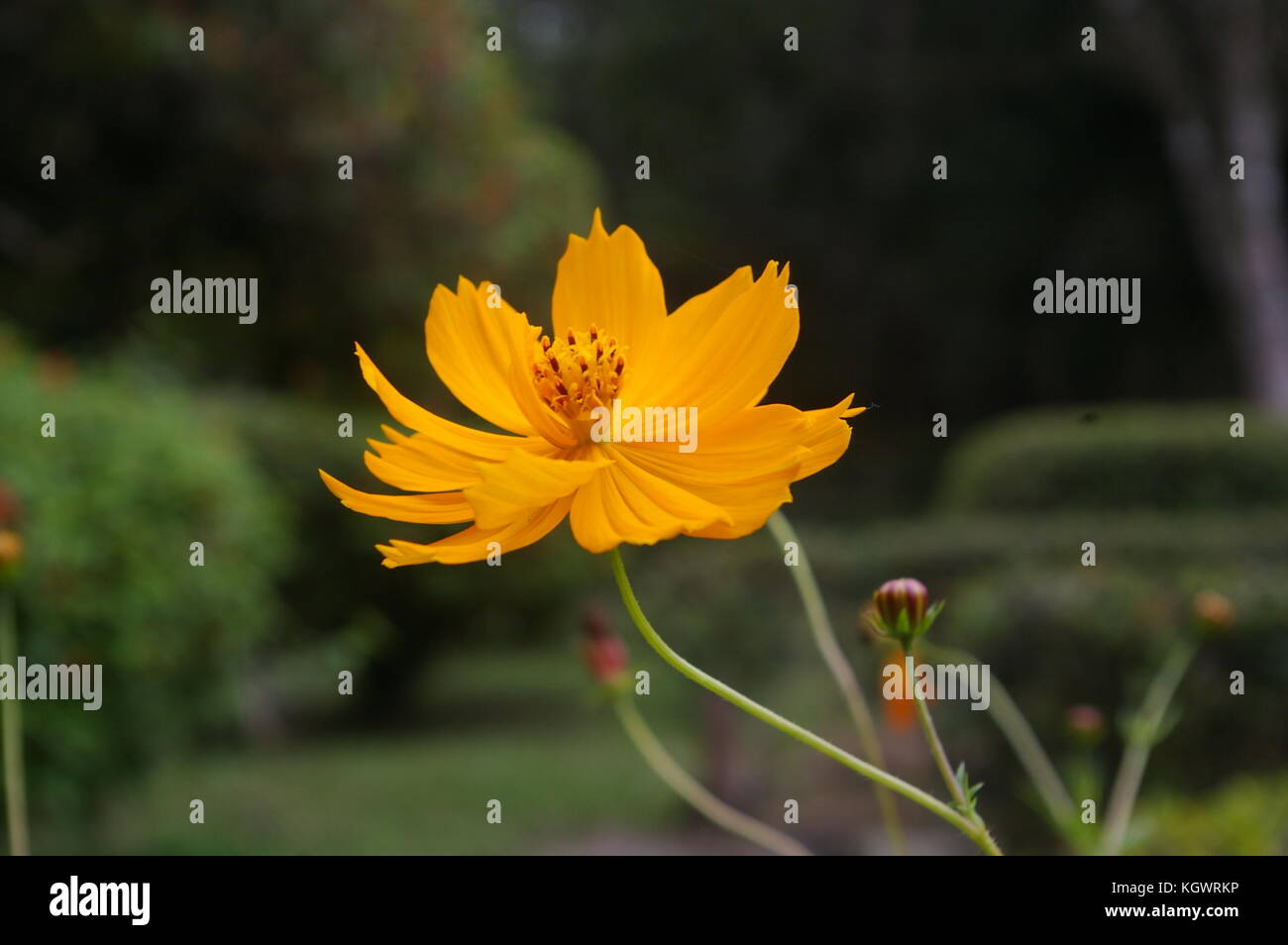 Fiore giallo Foto Stock