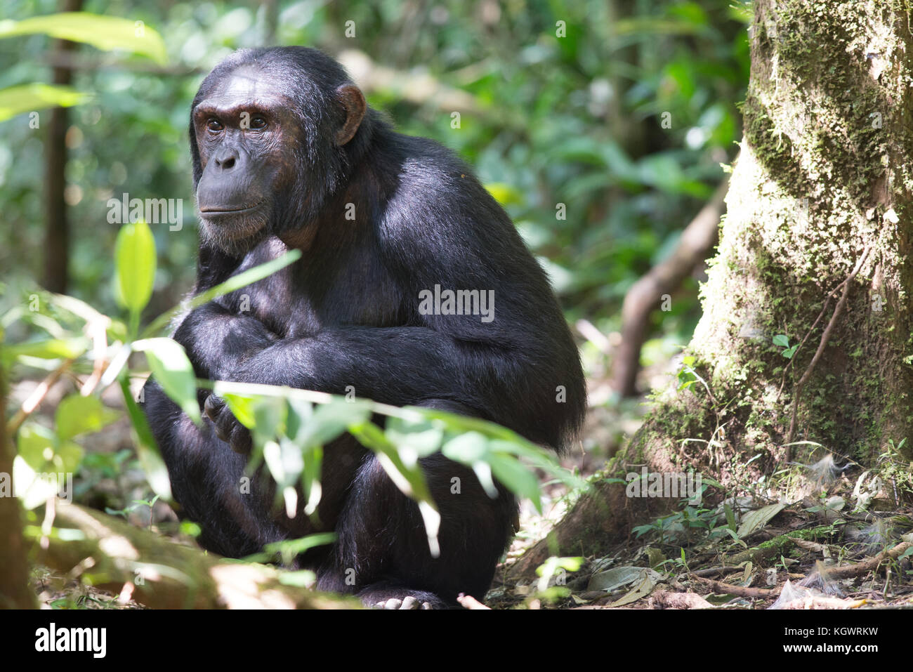 Adulto di uno scimpanzé nella foresta di Kibale, Uganda. Foto Stock