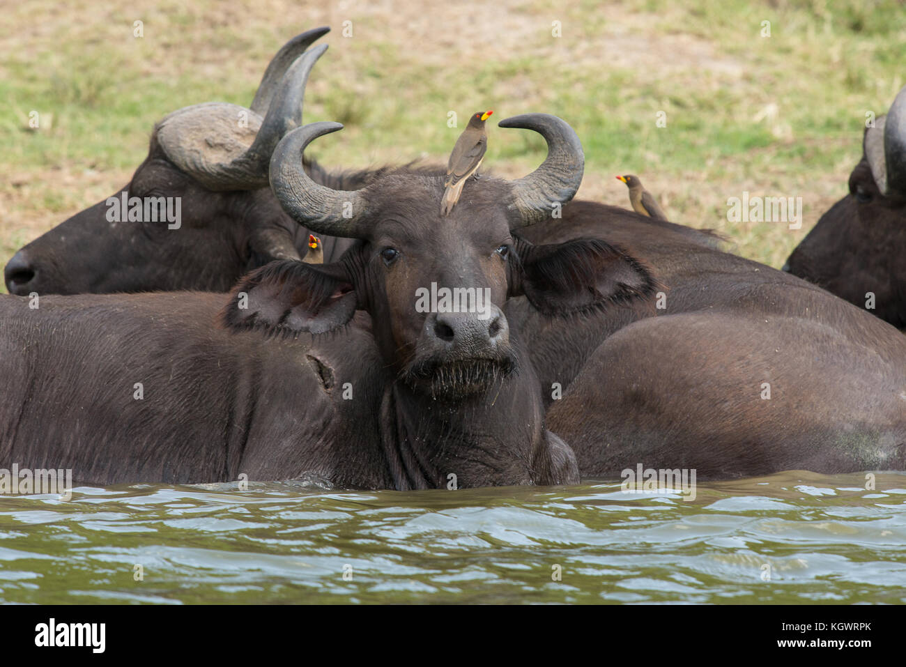 Bufali africani di balneazione, con oxpeckers su di essi, in Queen Elizabeth National Park, Uganda Foto Stock