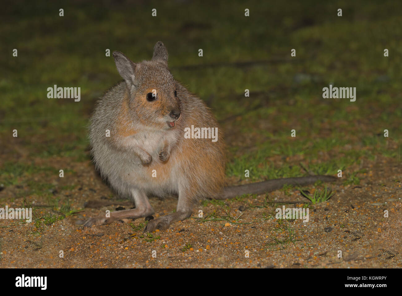 Rufous Hair-wallaby (Lagorchestes hirsutus), un raro marsupiale sull orlo di extiction, in Barna Mia Santuario Foto Stock