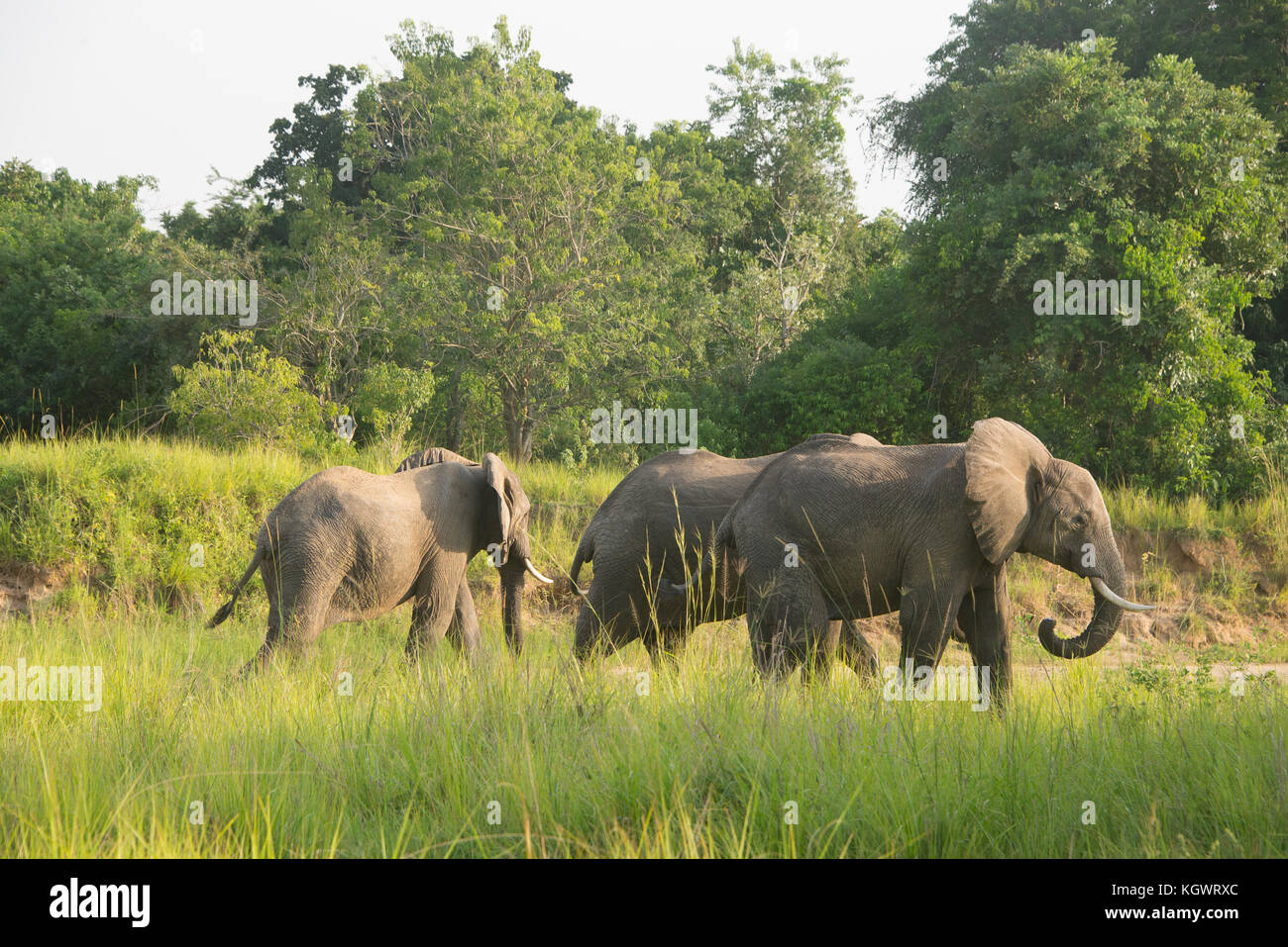 Gruppo di bush/ elefanti africani a piedi attraverso un letto asciutto del fiume in Murchison Falls National Park, Uganda. Foto Stock