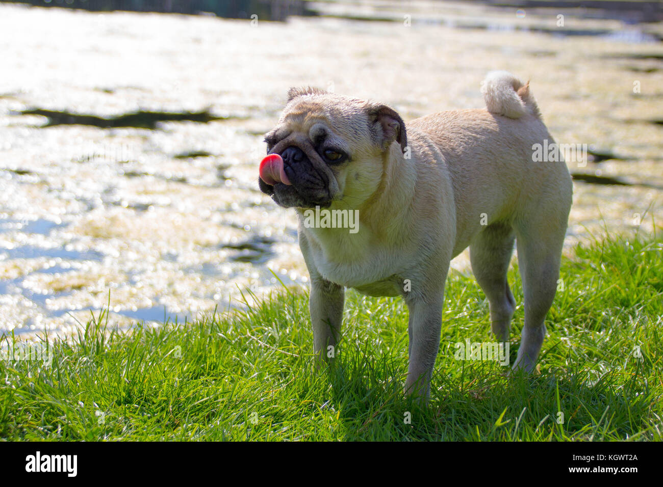 Pug all'aperto godendo della Campagna britannica Foto Stock