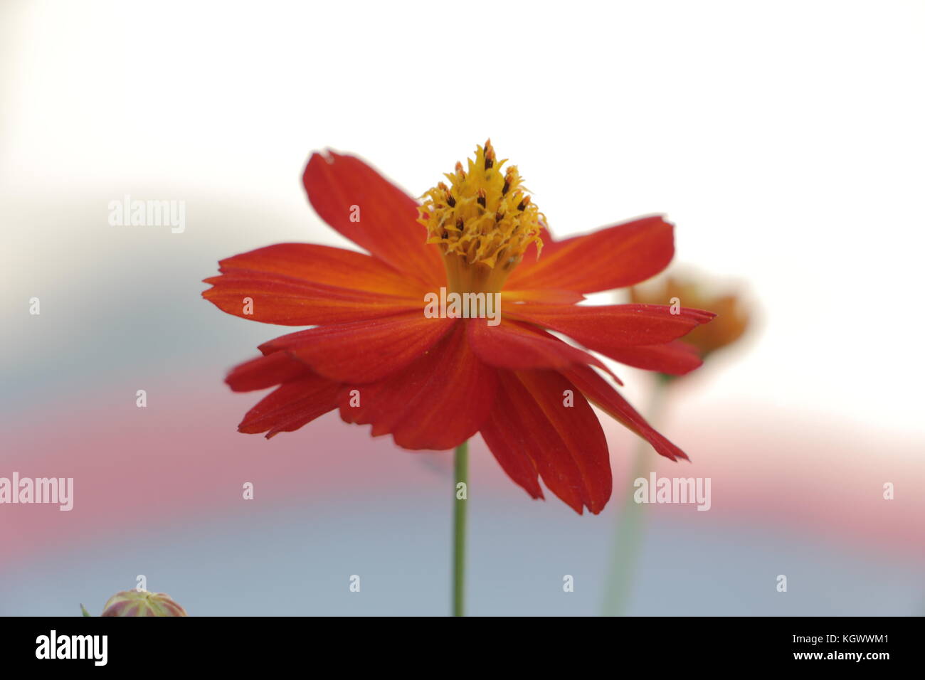 Il bel fiore fiorisce in tonalità come il bianco, verde, marrone, viola, marrone e sono anche bi-colorato. fiori sono colorati e di lunga durata. Foto Stock