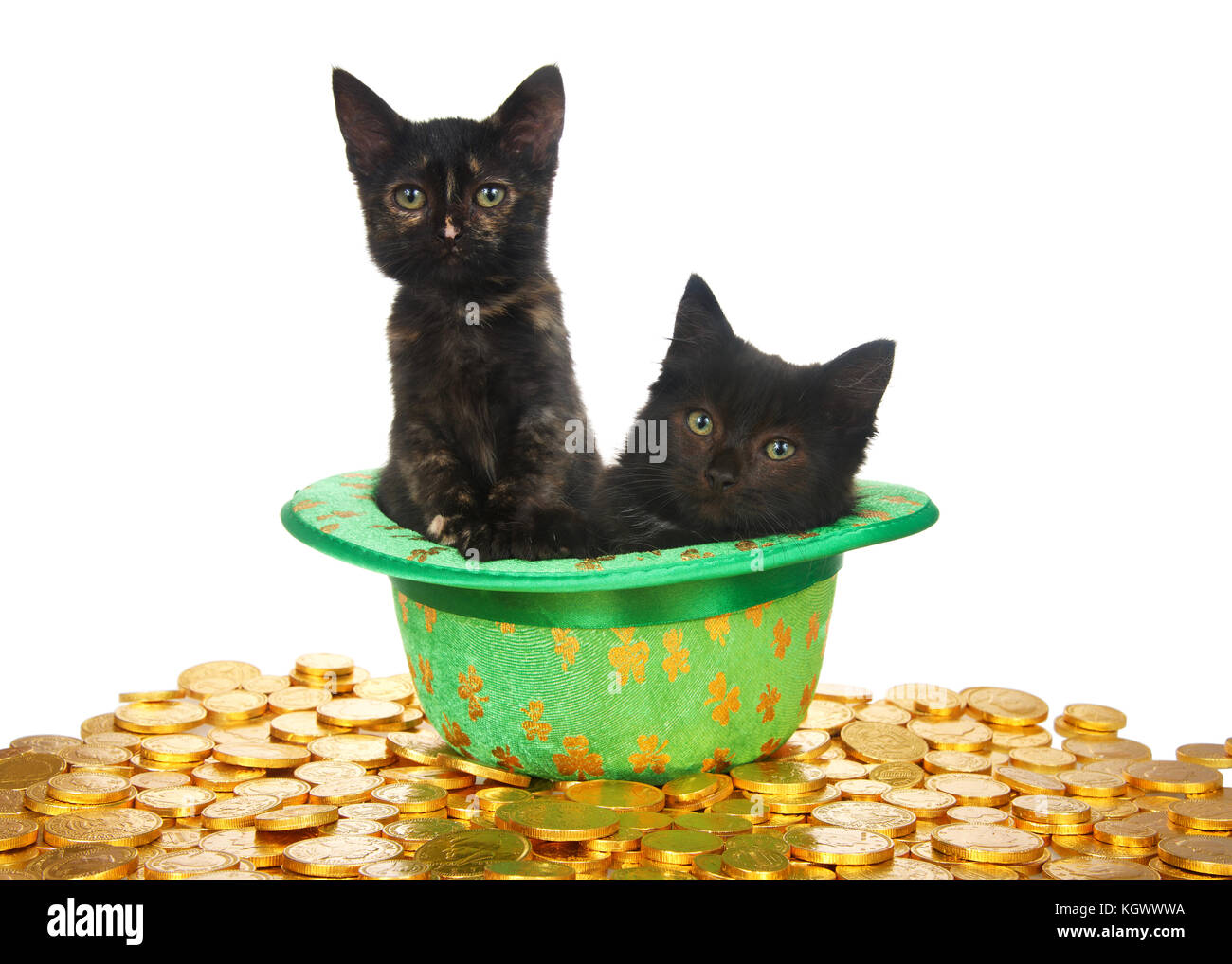 Due gattini nero in una san Patrizio verde a tema top hat con quattro trifogli foglia posa su un letto di monete d'oro isolati su sfondo bianco. Divertimento Foto Stock