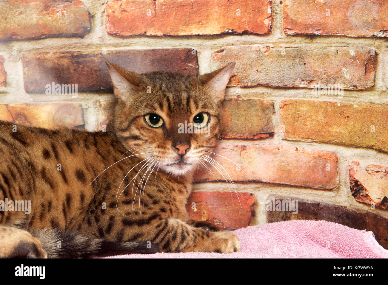 Ritratto di un Gatto bengala, guardando verso il basso ai telespettatori di destra con un aspetto infelice sul suo volto. Posa su una coperta rosa, muro di mattoni in background. Foto Stock