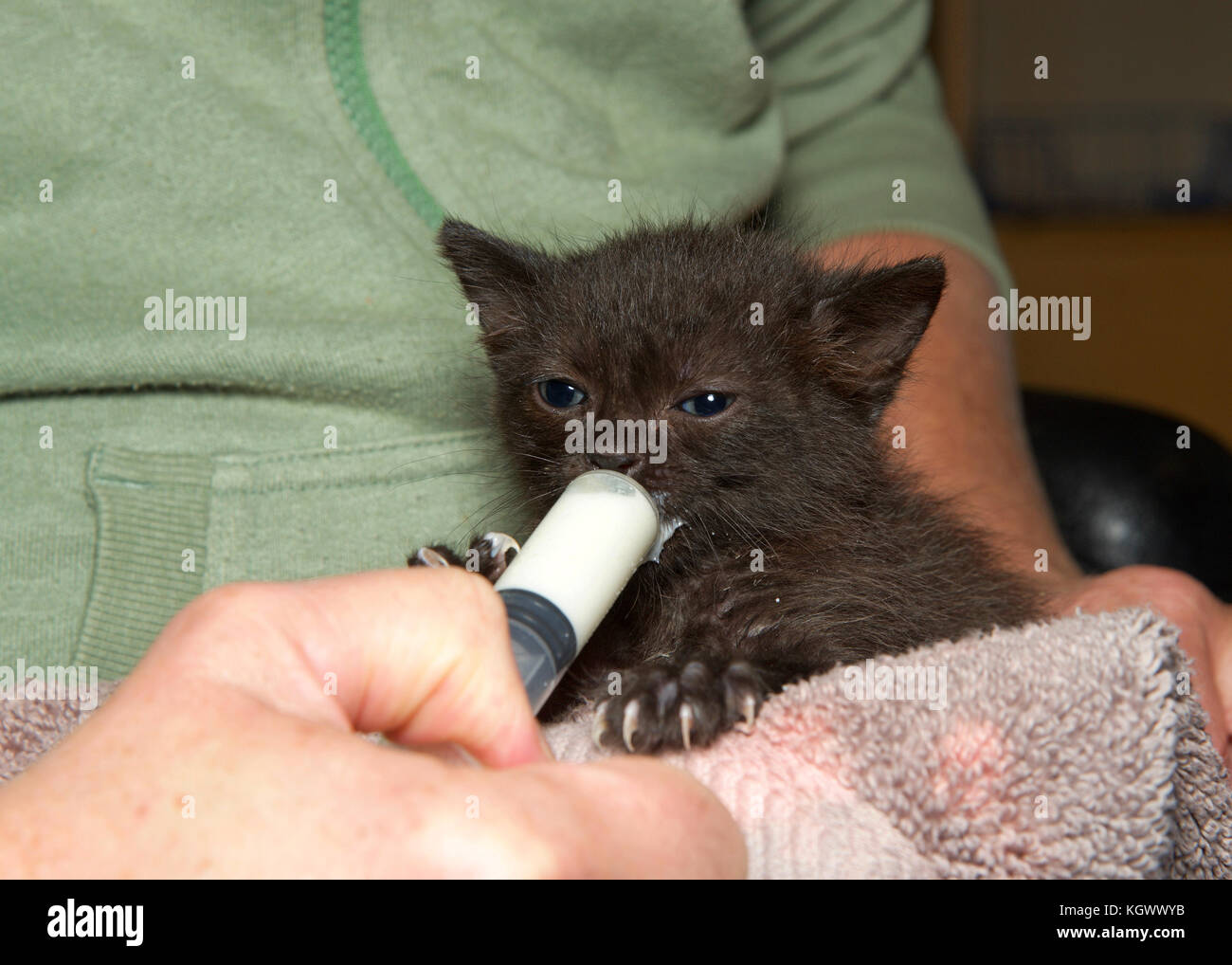 Due settimane vecchio cucciolo nero siringa essendo alimentato formula a mano. Alimentazione di un neonato gattino orfano è una sfida ma può essere divertente e gratificante. Foto Stock