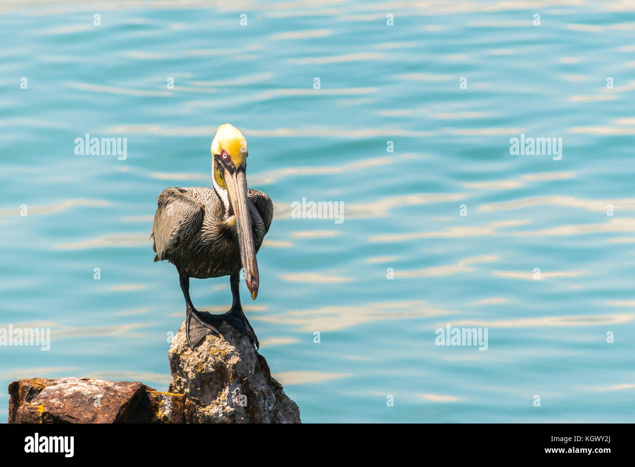 Lone Brown Pelican arroccato su uno sperone di roccia sul mare a Port Royal, Kingston, Giamaica Foto Stock
