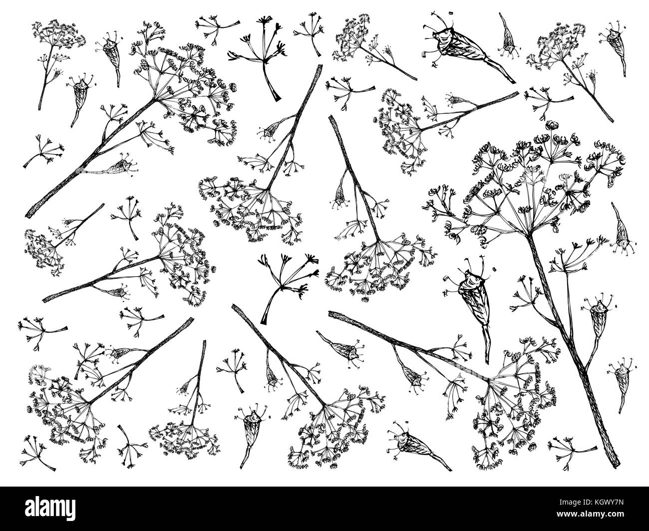 Verdure ed erbe aromatiche, illustrazione di sfondo modello di schizzo disegnato a mano di Dill maturo utilizzato per condire in cucina. Foto Stock