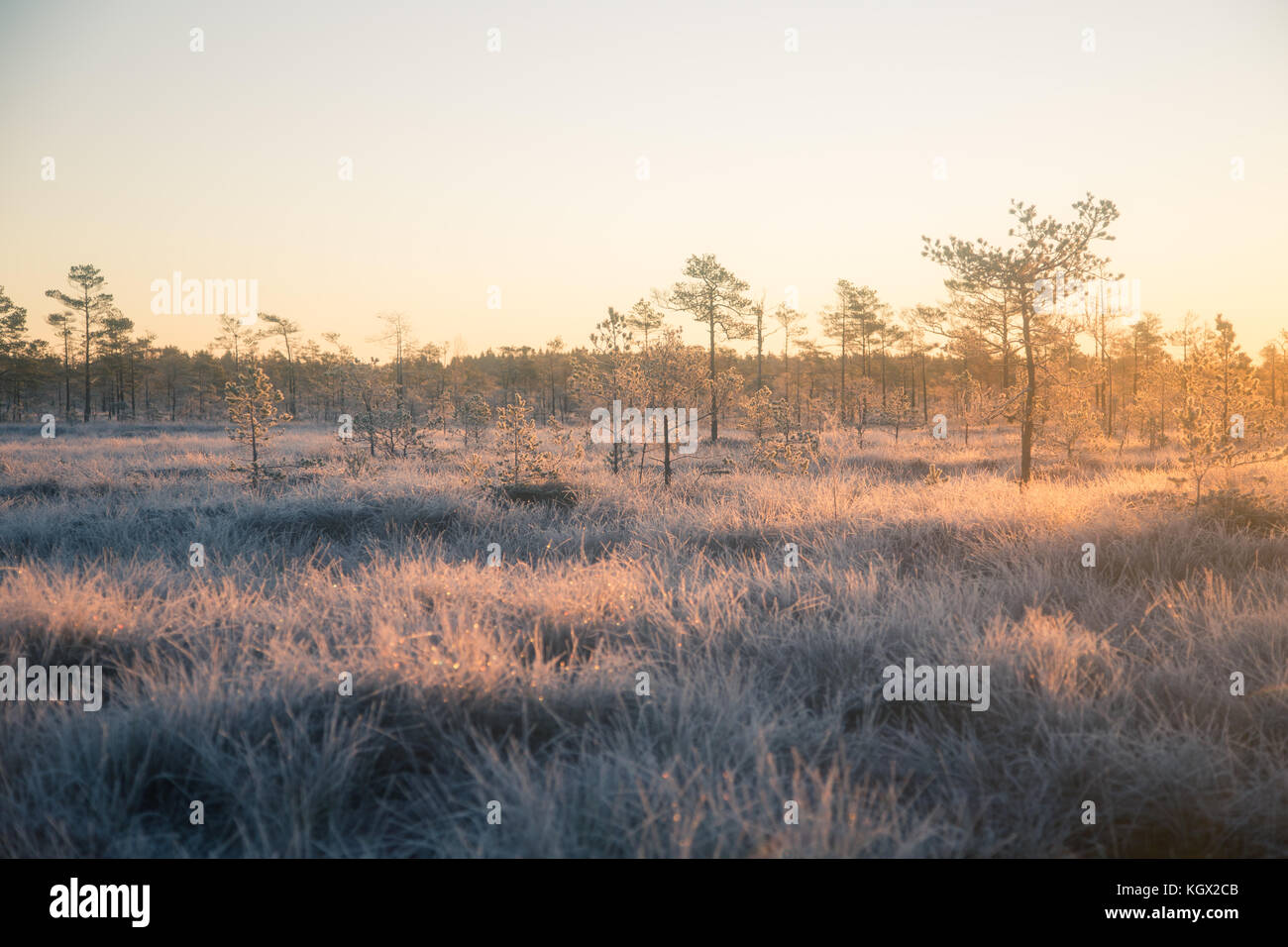 Una bella mattina il paesaggio in una palude congelati. vivaci e colorati di sunrise in zone umide congelati. bellissimo paesaggio autunnale della Lettonia. Foto Stock